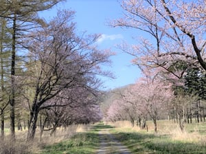 しずない桜まつり