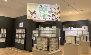世界の昆虫展の写真