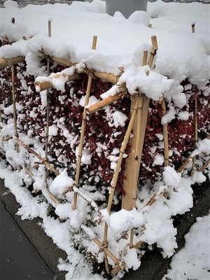 札幌　お出かけ　発見　冬　竹囲い　冬囲い　雪の楽しみ