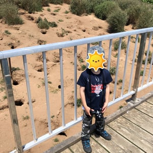 天売島のウトウの巣