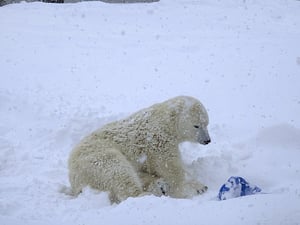 札幌市円山動物園にいるシロクマの写真