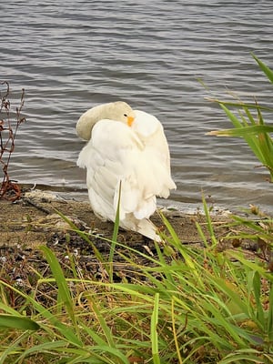 ウトナイ湖の白鳥