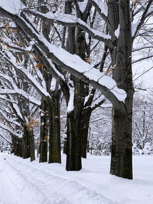 5円山公園