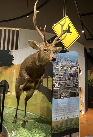 北海道博物館の写真