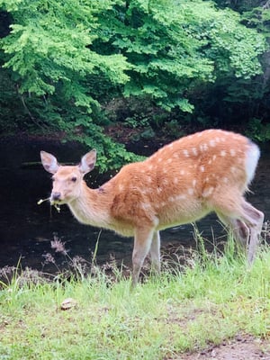 阿寒　北海道　エゾシカ　野生動物　