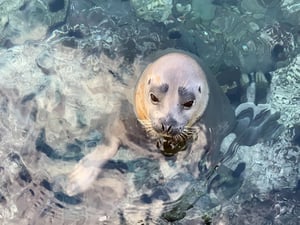 仙法志御崎公園のアザラシの写真