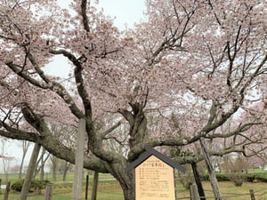 優駿さくらロードの百年桜