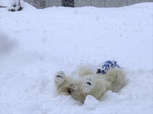 札幌市円山動物園にいるシロクマの写真