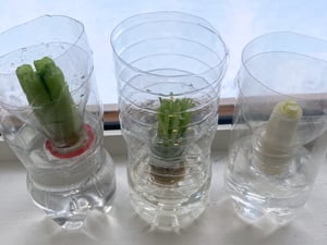 リボベジのイメージ写真