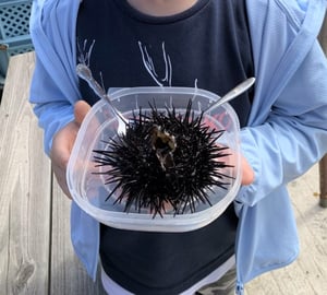 天売島のウニ