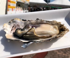 さっぽろオータムフェストの蒸し牡蠣の写真