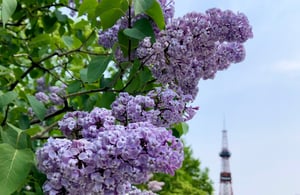 さっぽろライラックまつり
