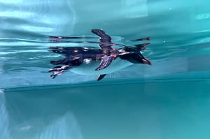 AOAO SAPPOROのペンギンの写真
