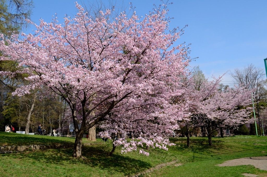 円山公園