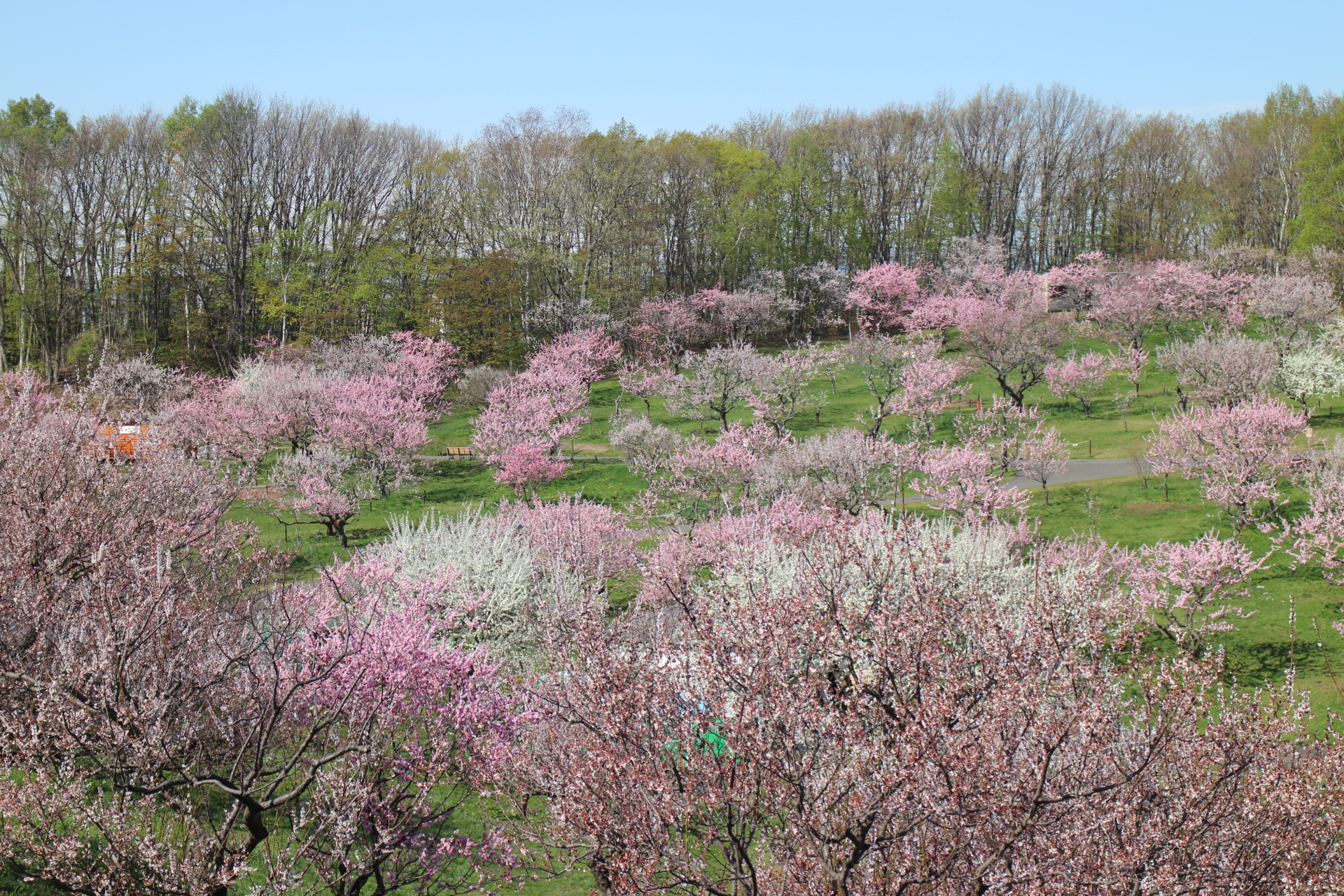 平岡公園